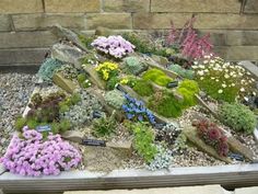 an assortment of plants and rocks in a garden bed with flowers growing on it's sides