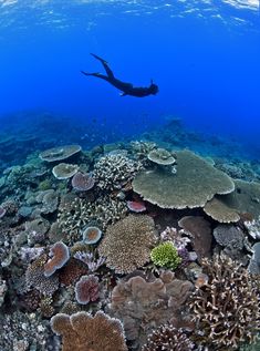 a person swimming over a coral reef in the ocean