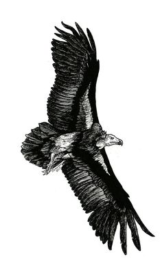 an eagle flying through the air with its wings spread