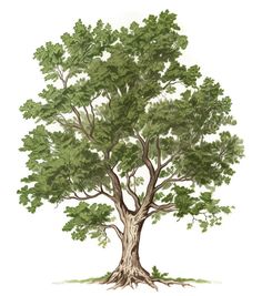 a drawing of a tree with lots of leaves on the branches and green foliage around it