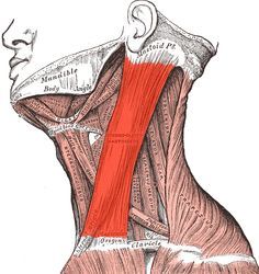 Neck Pain Exercises, Neck And Shoulder Exercises, Cervical Pain, Neck Relief, Shoulder Exercises, Upper Back Pain