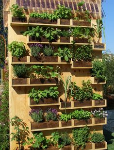 a wooden shelf filled with lots of plants