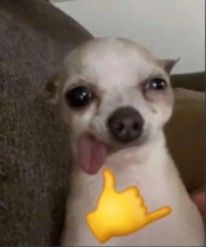 a small white dog with a thumbs up sticker on it's chest and tongue sticking out