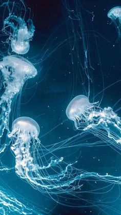 some very pretty looking jellyfish in the dark water with one person swimming behind them