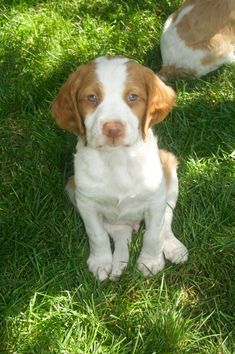 a brown and white dog sitting on top of a lush green field next to another dog