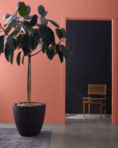 a potted plant sitting on top of a rug next to a wooden chair and pink wall