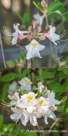 white and pink flowers blooming in the woods