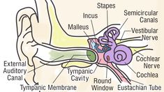 an image of the inside of a human ear