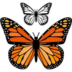 two orange butterflies flying next to each other