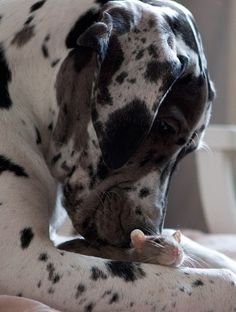 a black and white spotted dog chewing on a mouse in its mouth while laying down