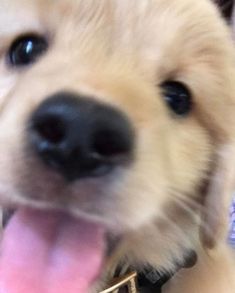 a close up of a dog with its tongue out