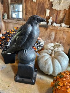 a black bird sitting on top of a wooden table next to pumpkins and gourds