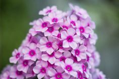 purple flowers are blooming all over the place