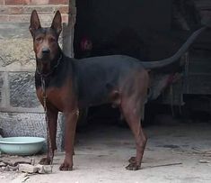 a brown and black dog standing in front of a brick wall next to a bowl