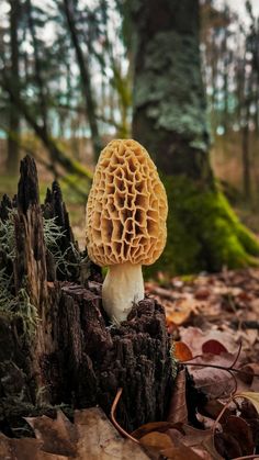 a mushroom sitting on top of a tree stump in the middle of a wooded area