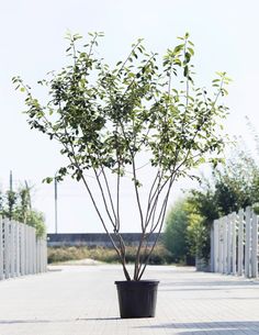 a small tree in a black pot on the sidewalk