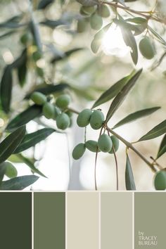 an olive tree with lots of green leaves on it and the color scheme is neutral