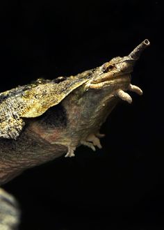 an alligator with its mouth open in the dark