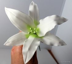 a hand holding a white flower with green stamen