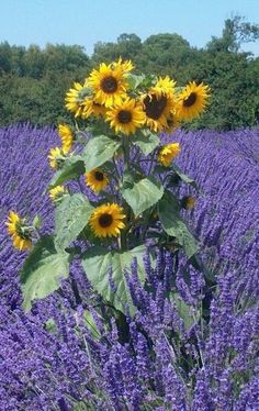 sunflowers are blooming in the middle of a lavender field