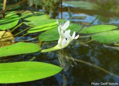 a white flower floating on top of a lake surrounded by green leafy water lilies