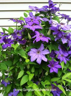 purple flowers are growing on the side of a house