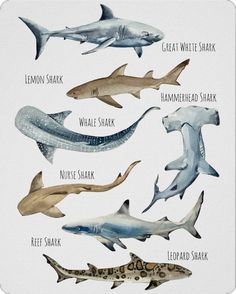 the different types of sharks are depicted in this poster, which shows them's names