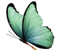 a green butterfly flying in the air