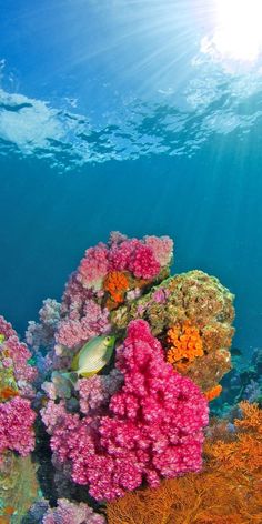 an underwater view of colorful corals and spongeweed in the ocean with sunlight shining through the water