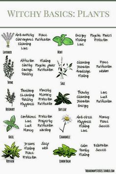 Witchy Basics, Witch's Garden, Witchy Garden, Magickal Herbs, Magic Herbs