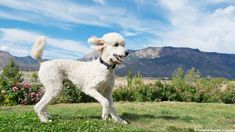 a white poodle standing in the grass with mountains in the backgrouds