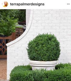 a potted plant in front of a white brick wall