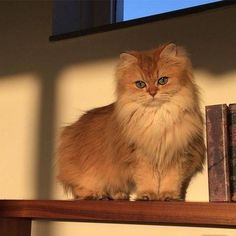 a fluffy cat sitting on top of a wooden shelf next to two bookshelves