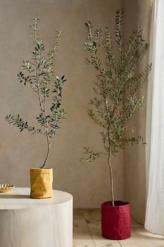 two potted plants sitting next to each other on top of a white table in front of a window