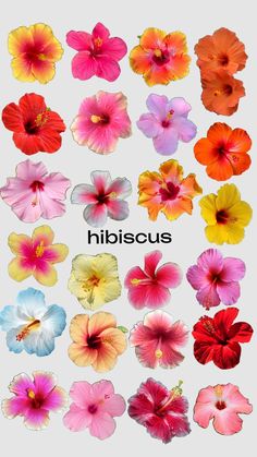 an assortment of different colored flowers with the words hibiscus written below them in black