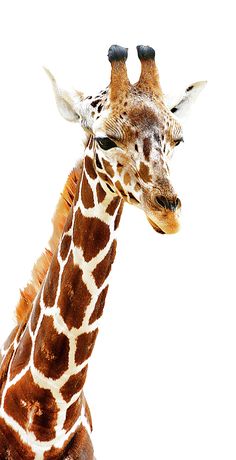 a giraffe standing in front of a white background with its head turned to the side