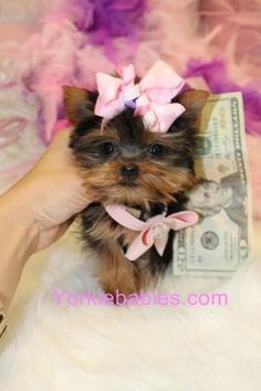 a small dog sitting on top of a pile of money