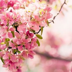 pink flowers are blooming on a tree branch