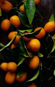 an orange tree with lots of ripe oranges on it