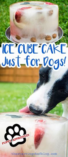 Ice Cube Cake, Cake For Dogs, Dog Cake Recipes, Cube Cake, Puppy Birthday Parties, Puppy Treats, Dog Cakes, Dog Tips, Puppy Birthday