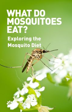 a mosquito with the words what do mosquitoes eat? exploring the mosquito's diet