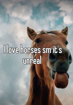 Aesthetic Horse Riding, English Horses, I Love Horses, Horse Riding Aesthetic, Horse Jokes, Horse Riding Quotes, Equestrian Quotes, Riding Quotes, Equestrian Aesthetic