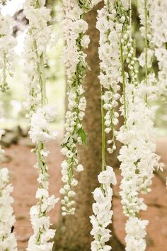 white flowers hanging from the branches of a tree