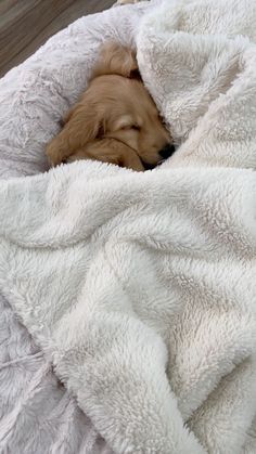 a brown dog sleeping in a white blanket