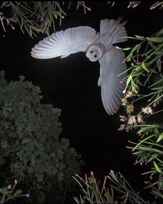 a white bird flying through the night sky