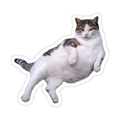 Cats Stickers, Weird Stickers, Cute Laptop Stickers, Macbook Stickers, Silly Dogs, Meme Stickers, Animal Stickers, Quote Stickers, Cool Stickers