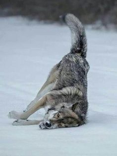 a gray and white dog playing in the snow