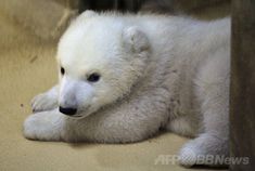 a white polar bear laying on the ground next to a wooden pole and looking at the camera