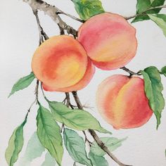 watercolor painting of three peaches on a tree branch