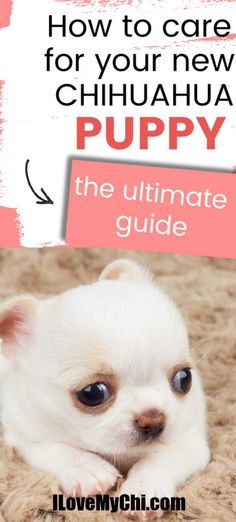 the ultimate guide to caring for your new chihuahua puppy